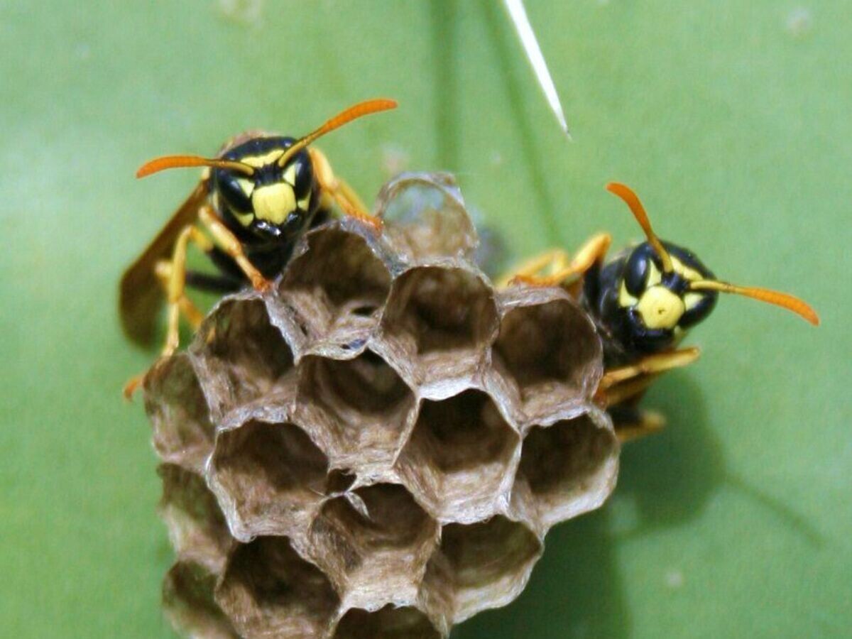    Гнездо бумажных ос Polistes dominulus© Ellouise Leadbeater