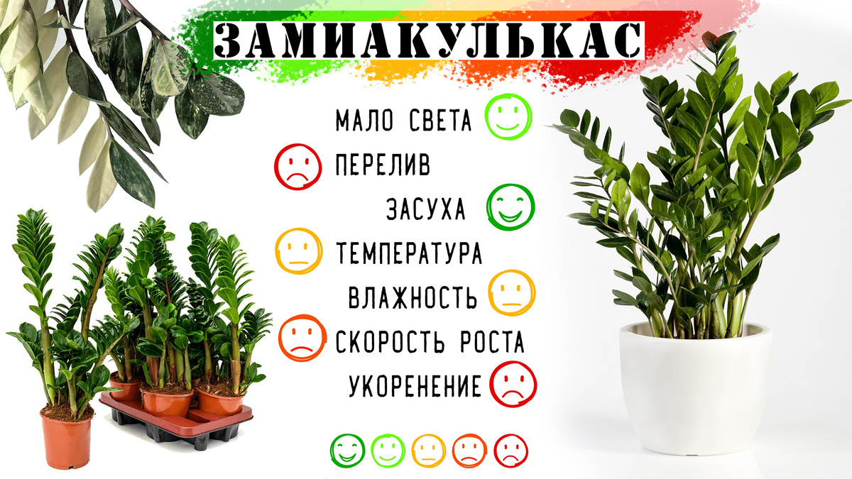Цветочная памятка | ЗАМИОКУЛЬКАС | #ФИТОфилософ🌿