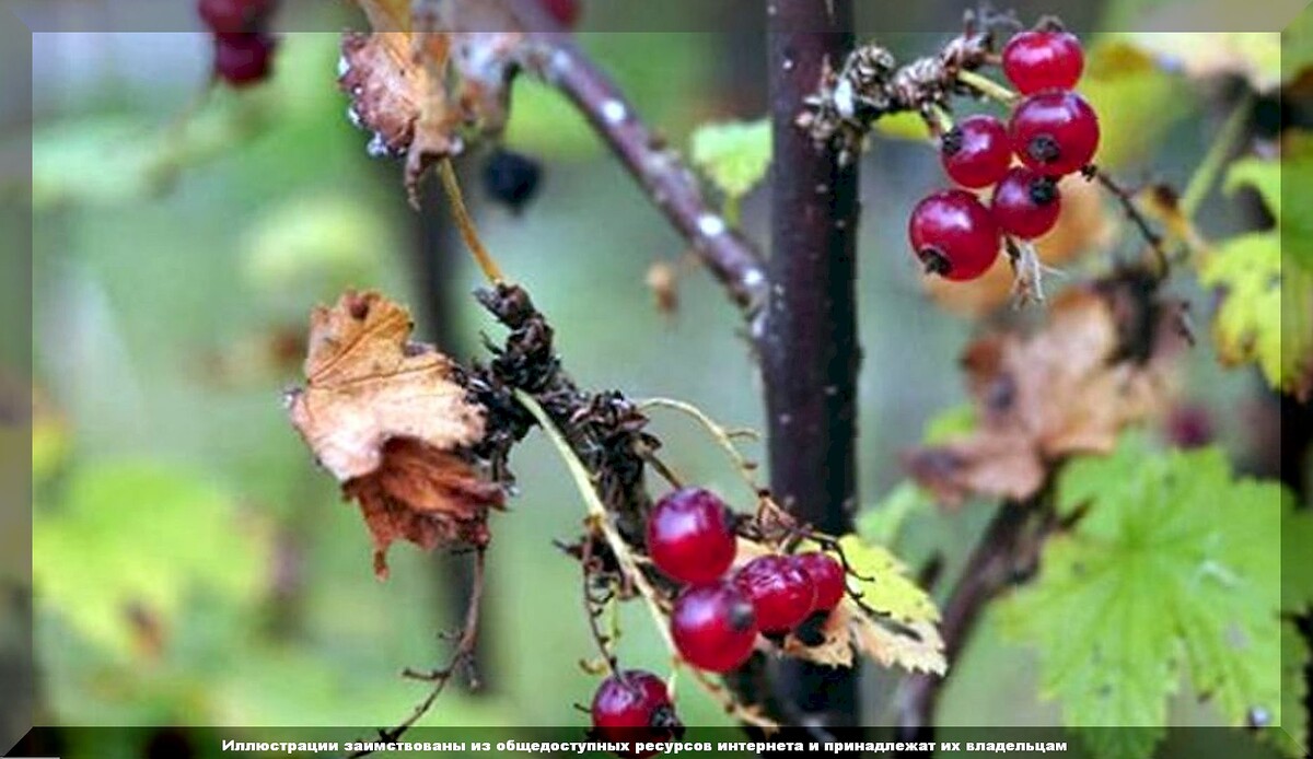 https://vk.com/photo-159774511_457266430
