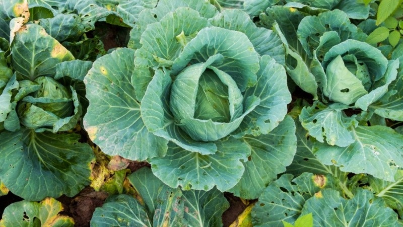 Фото: @jcomp / ru.freepik.com