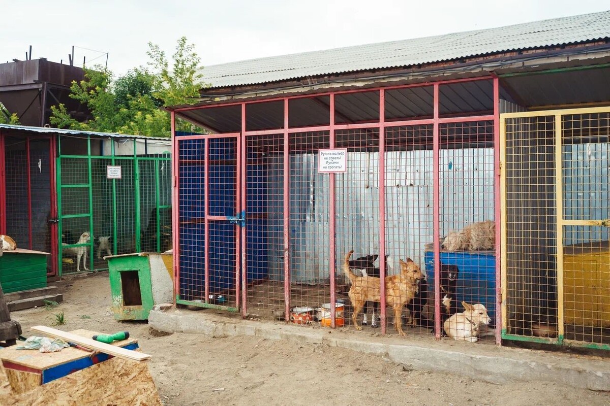 Поступают к нам в основном животные после ДТП, оtравления яdами, избиений