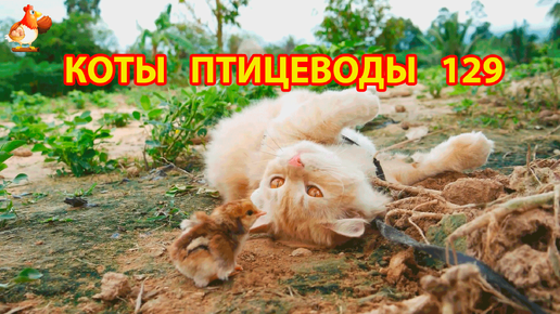 Пушистые коты птицеводы Айс и Ася (серия 129) 🪿🦆🐓 Котяра и цыпленок 🐥🐤😹