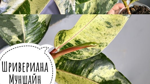 Фикус Шривериана Муншайн 💚🌿