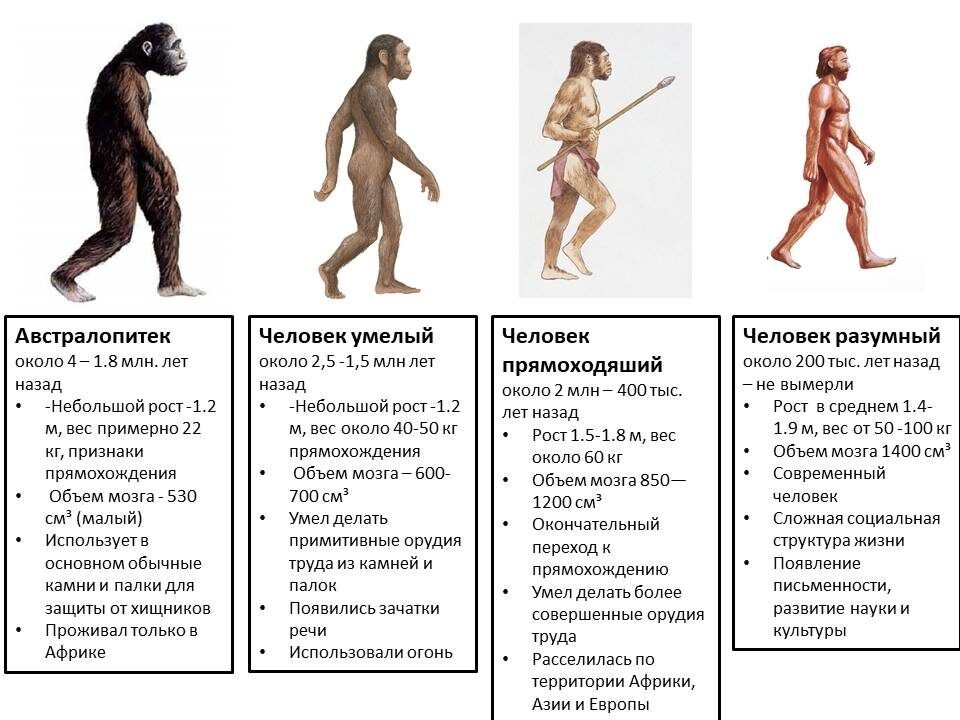На картинке представлены только основные виды человеческого рода. 