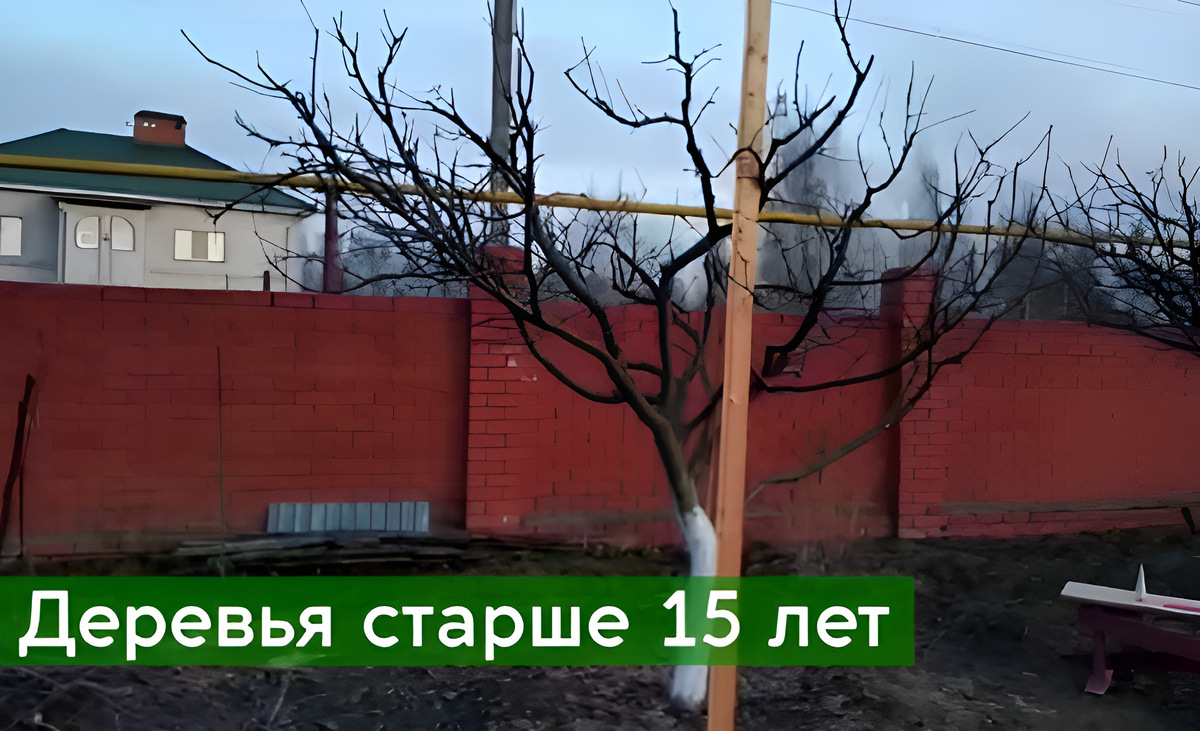 Вот так выглядят мои деревья в саду спустя 15 лет.