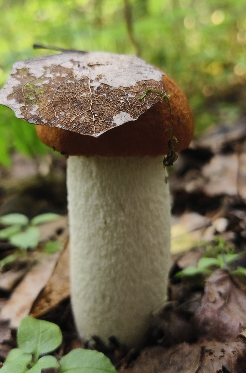 Не знаем как вам, друзья ,но нас так и манит в лес! В этом году невероятный урожай грибов.