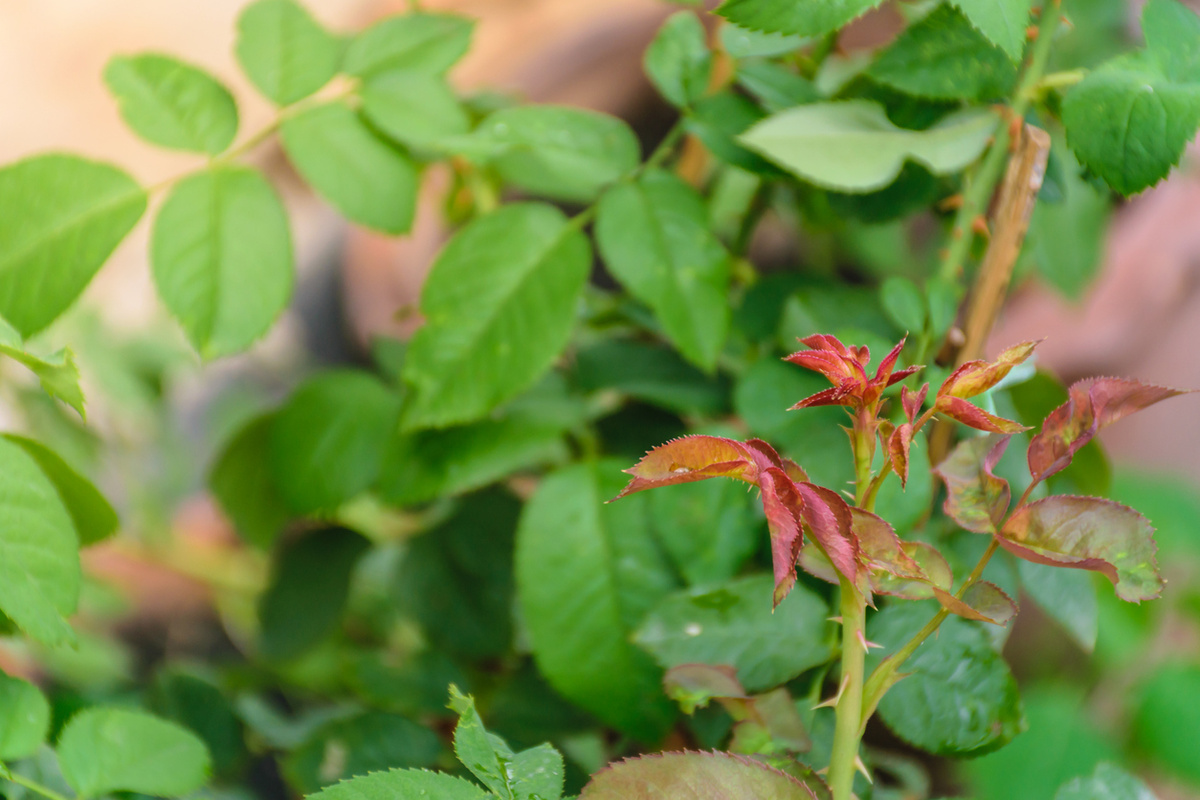    Пытаться различить побеги по количеству листочков или цвету стебля — дело ненадежное