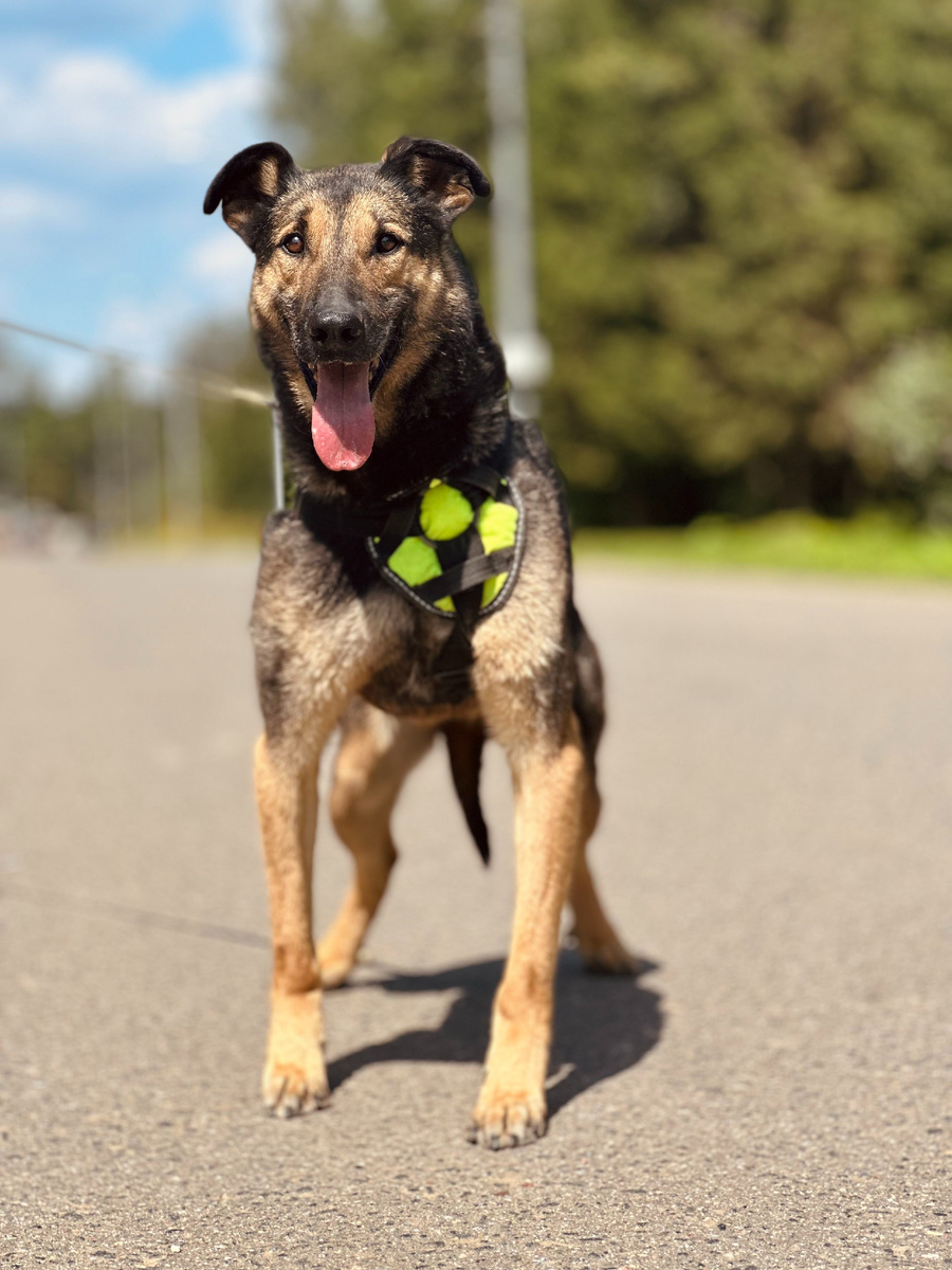 Динглу 9 лет.