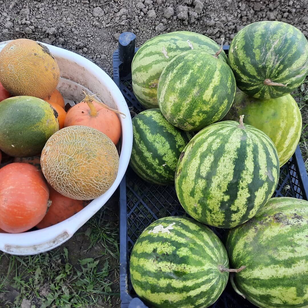 Сбор урожая 2023