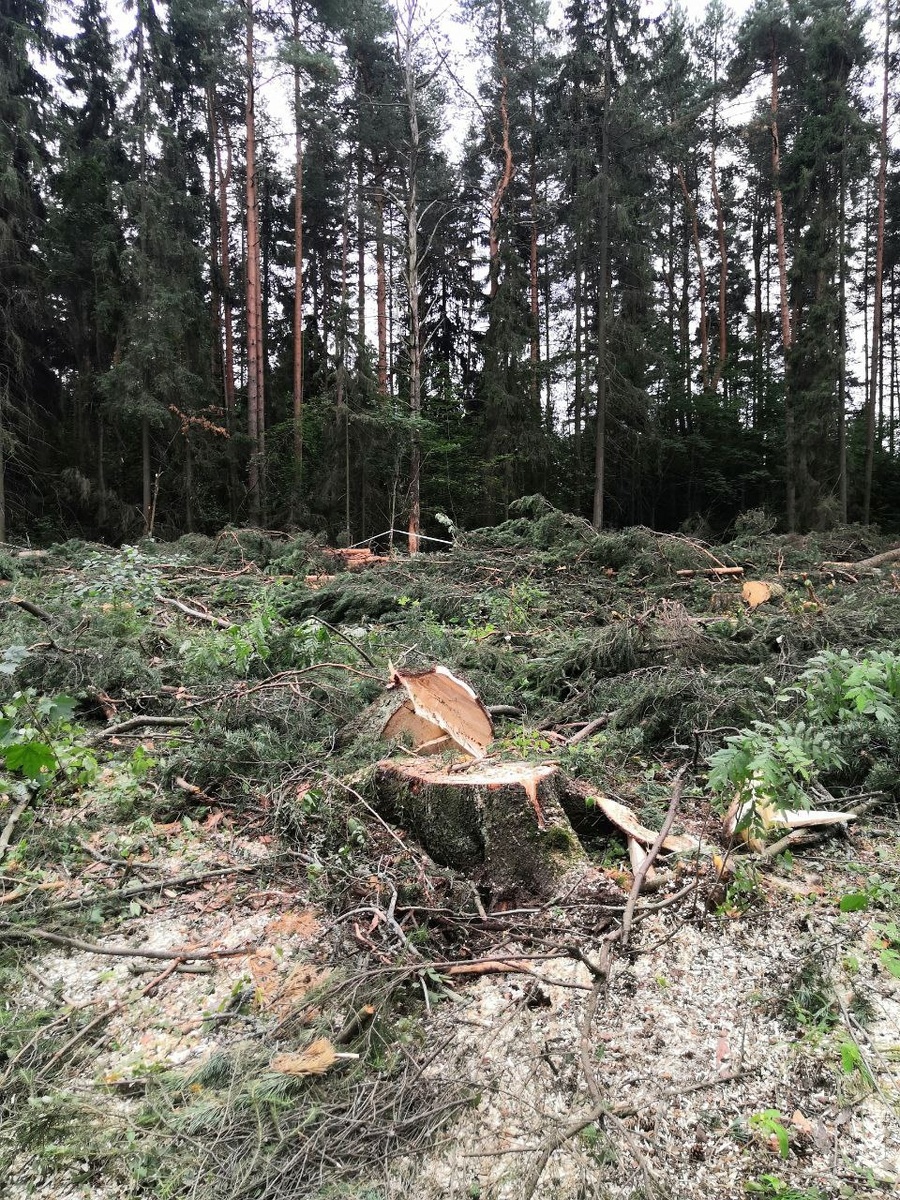    Парк вырубают в ПетрозаводскеТГ-канал Меньше отходов Карелия»