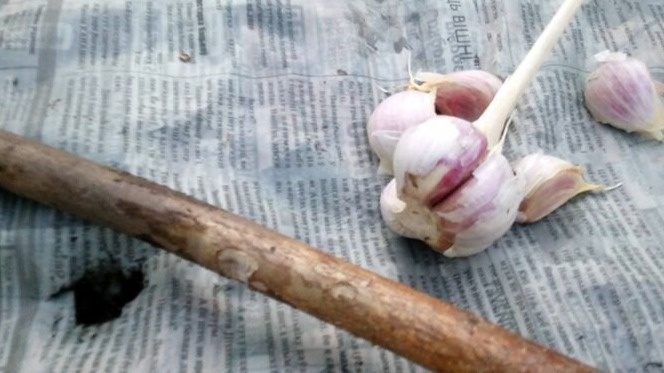 Но однажды видишь, как сосед делает на грядках что-то странное — и открываешь для себя совершенно новый метод посадки чеснока.