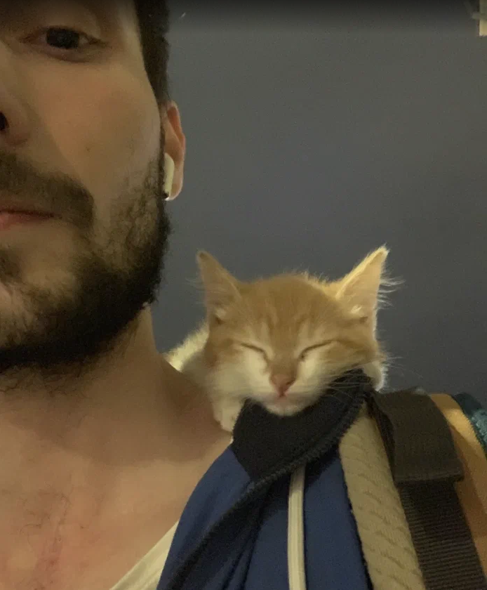 Мой котик Гусь