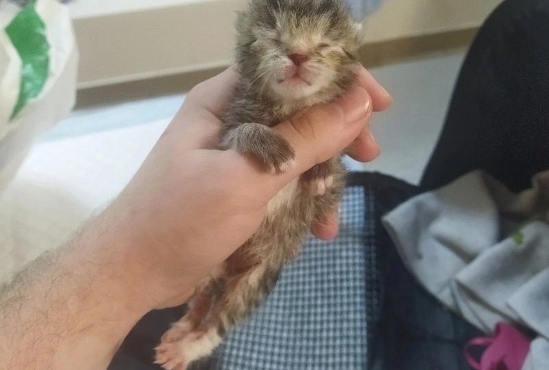 Новорожденный (!!!) котенок был оставлен в коробке на лавочке...