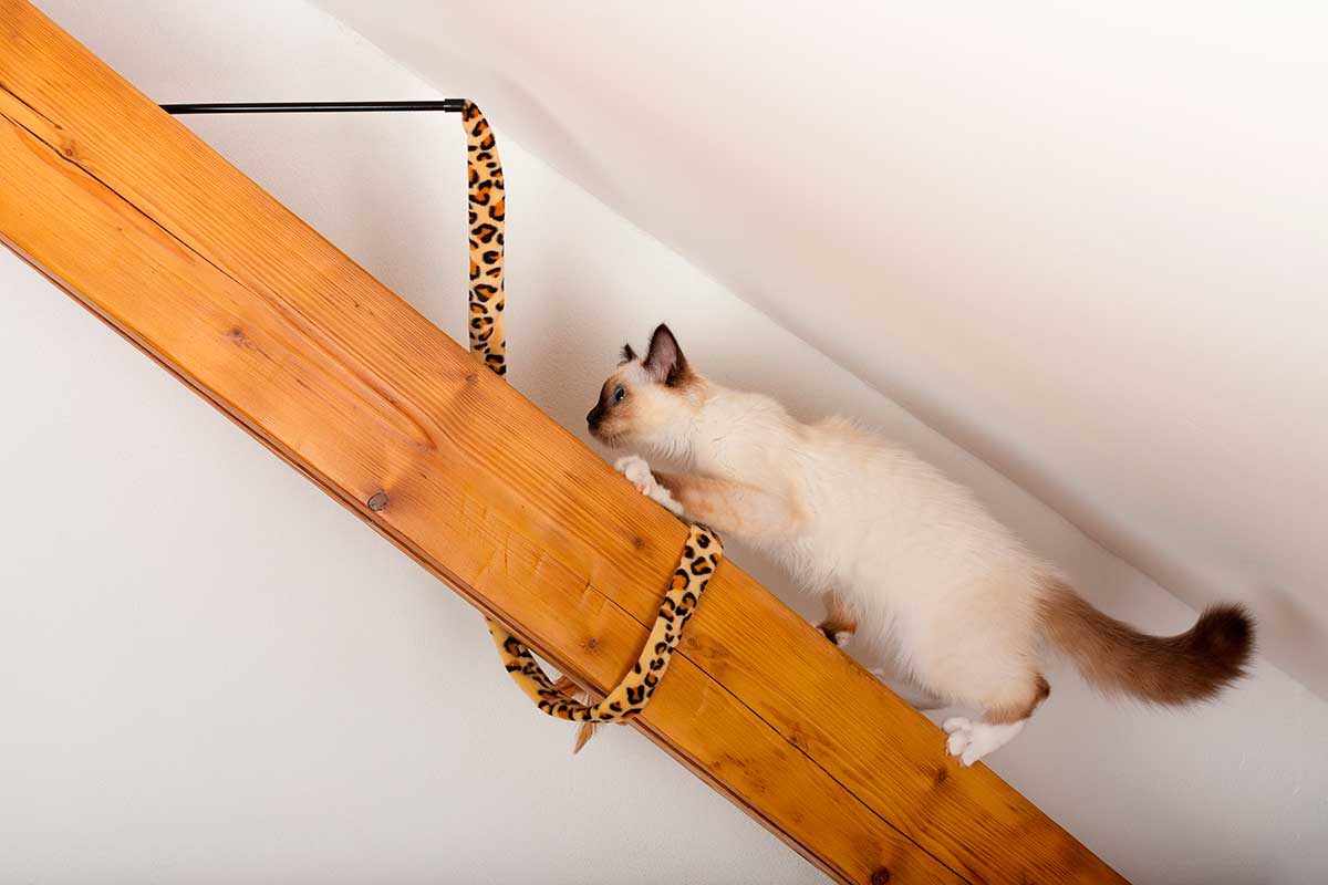 Patrik Slezak / Shutterstock / FOTODOM📷Бирманская кошка