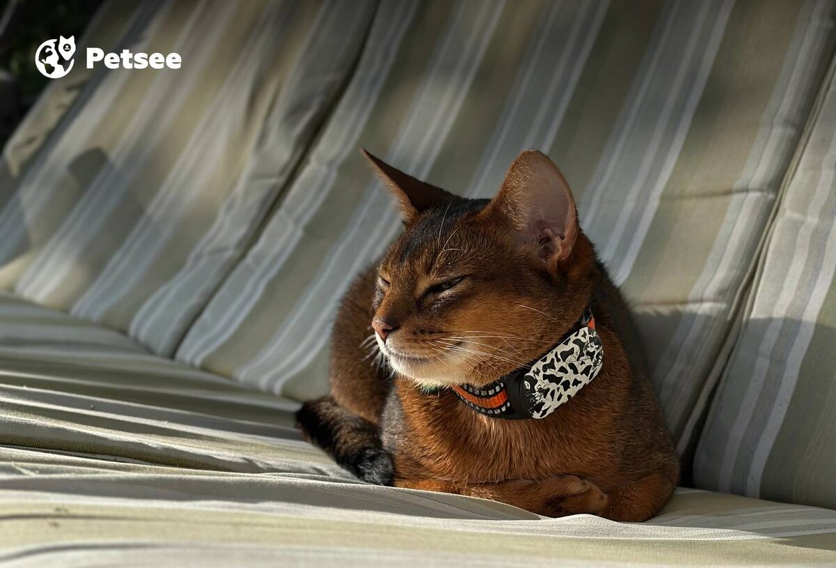 Кот ушел из дома: приметы и что случилось на самом деле?