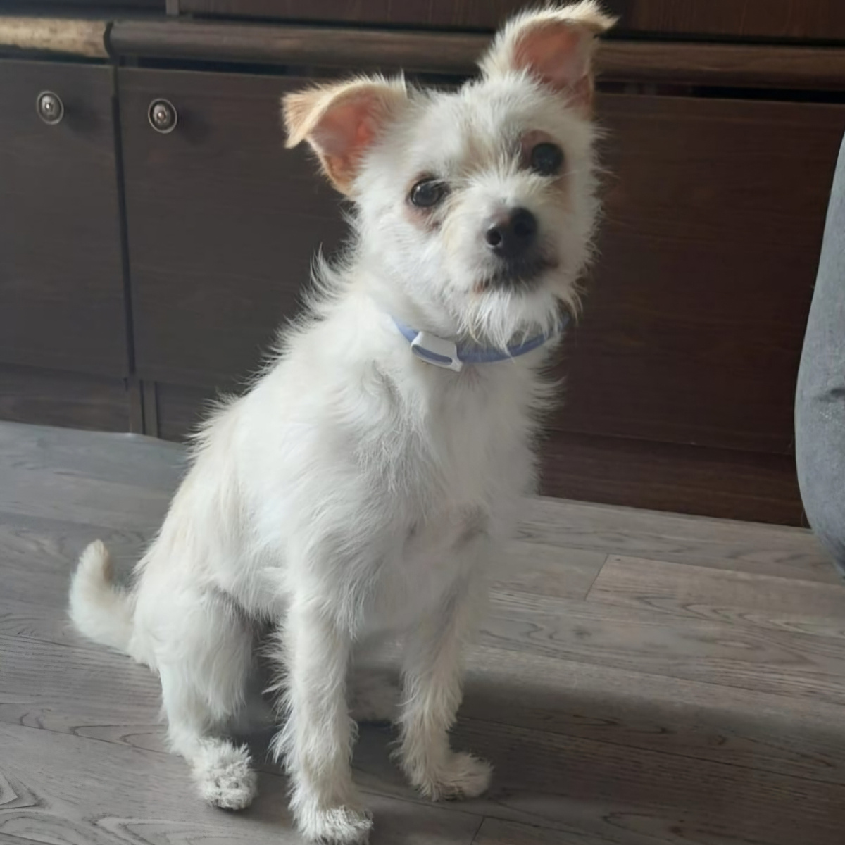 Снежка песо-ангел