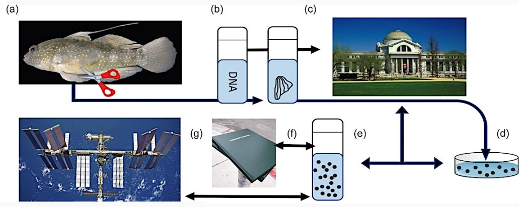 Предлагаемая схема процесса создания криоконсервированных клеток и их тестирования в космосе. Источник: Smithsonian Institution  📷
