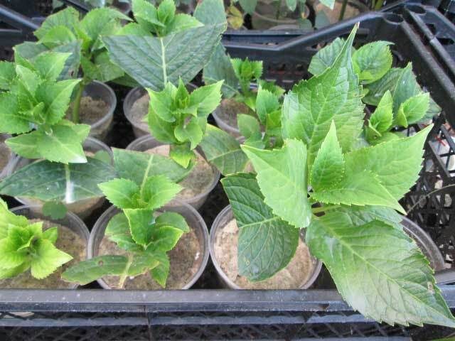    В песке хорошо укоренять черенки. Фото с сайта ogorodnikam.com