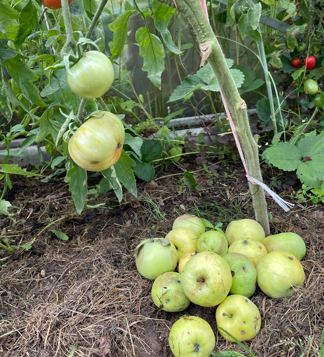 Падалица, для более быстрого созревания томатов.