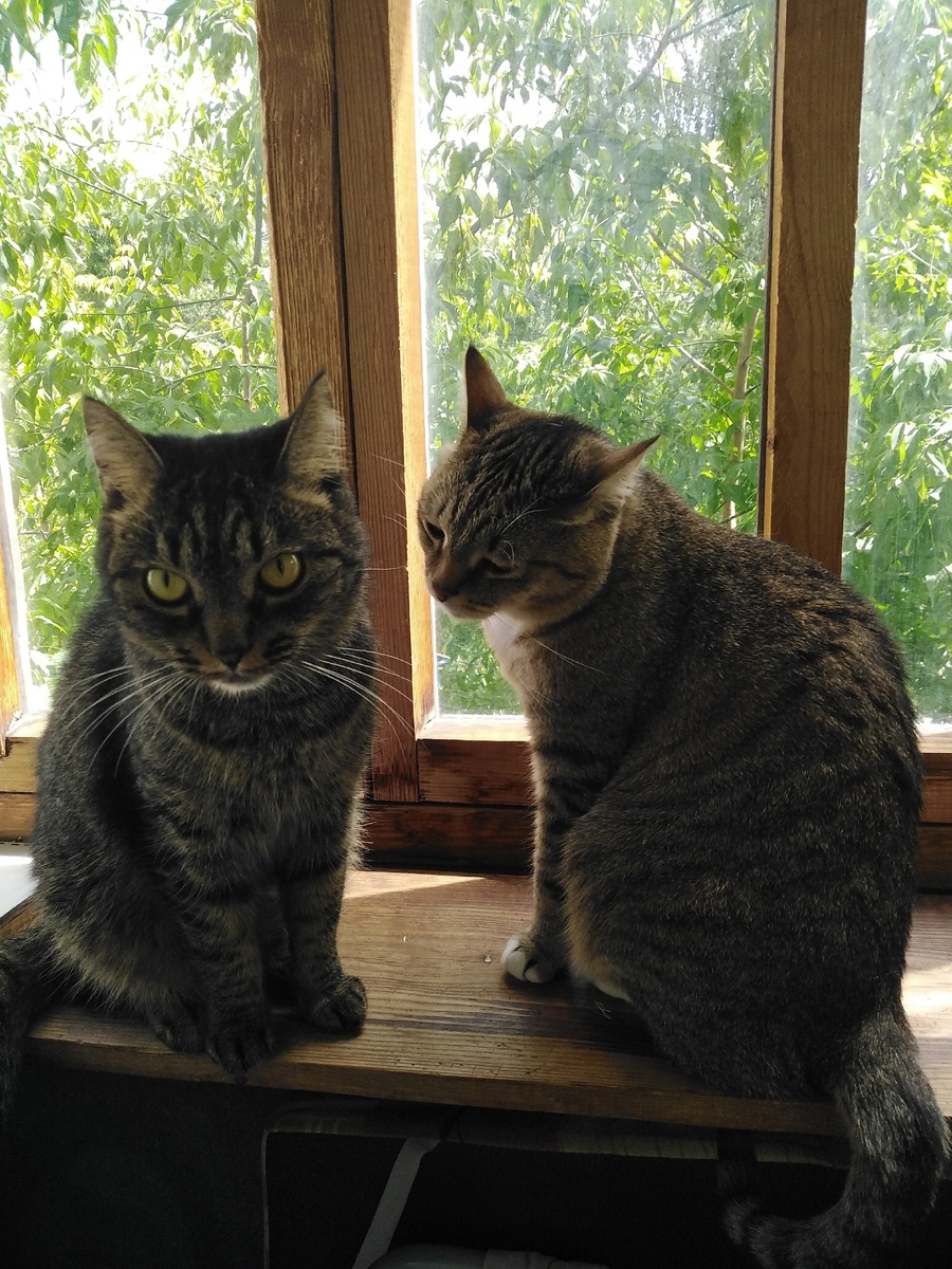 ЛЮТИК И БАСЯ