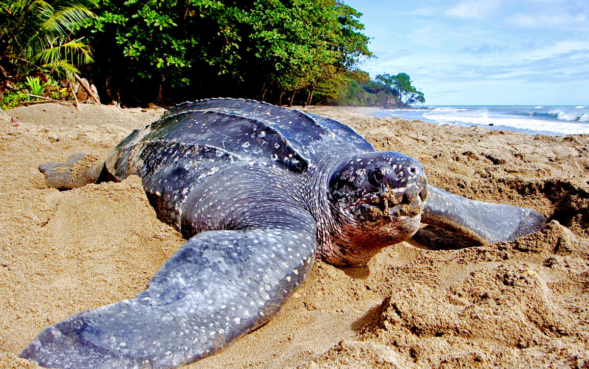 Источник фото: animaljournal.ru