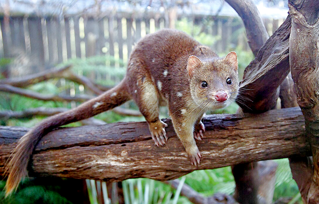 Источник фото: en.m.wikipedia.org