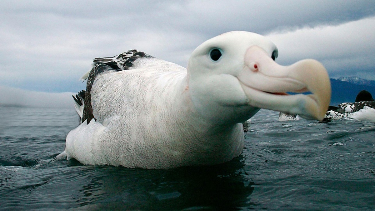 - Ну точно, такой же взгляд, как у Федьки был...)