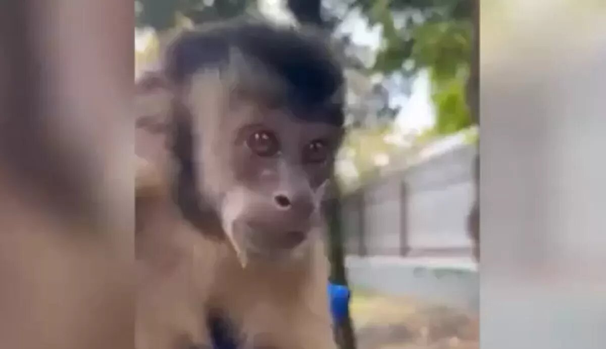 Скрин с видео. 