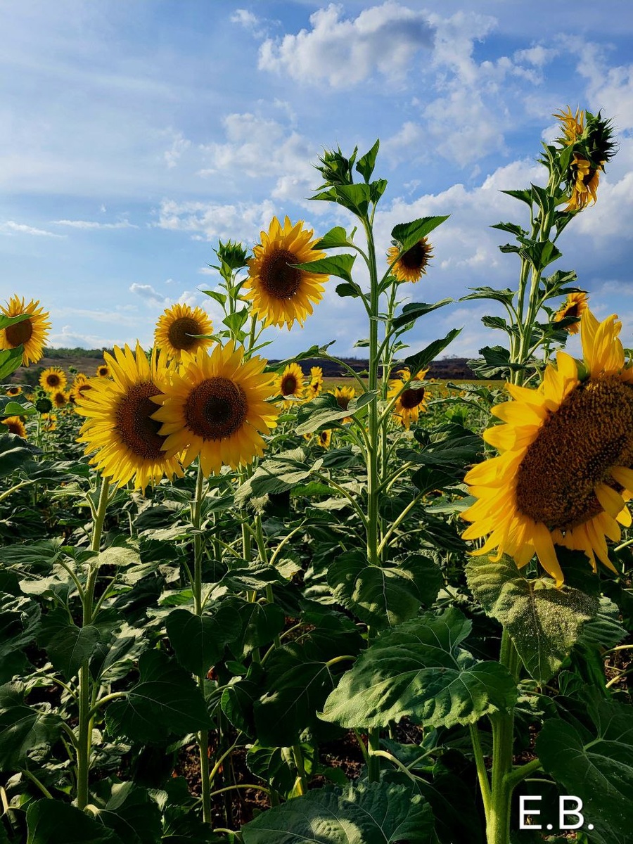 Подсолнухи по дороге к "Куляб-могиле". Фото автора. Листай галерею.
