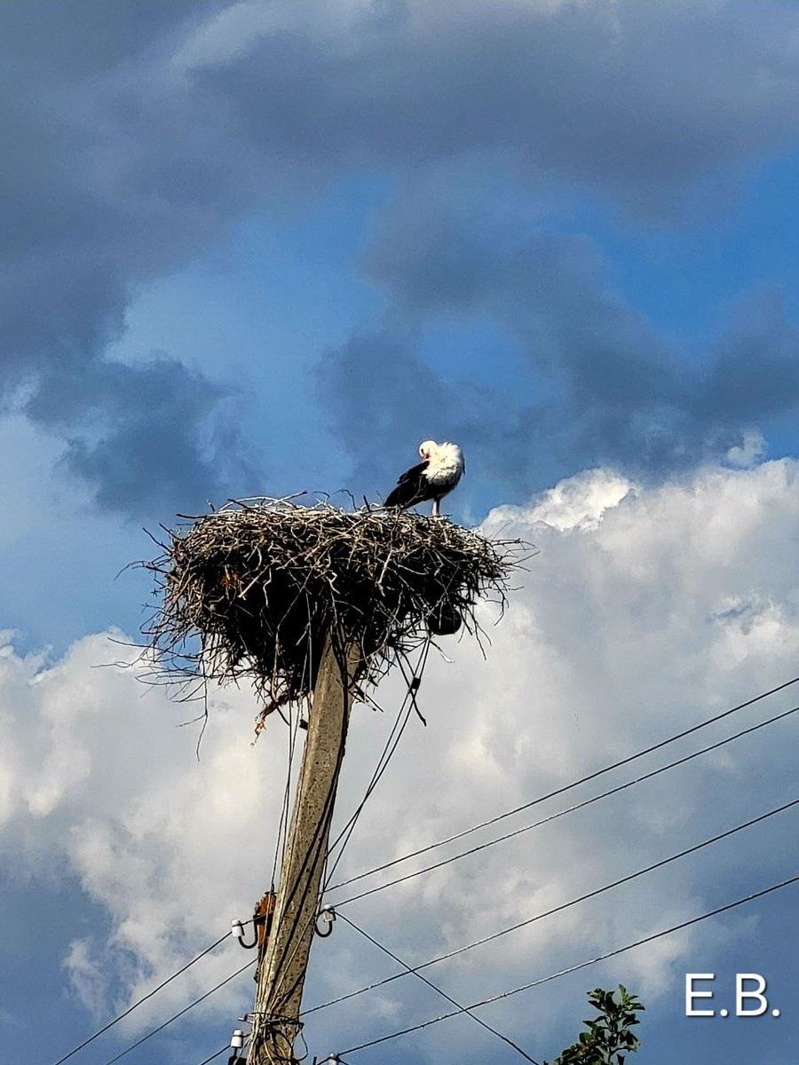Аисты по дороге. Фото автора.