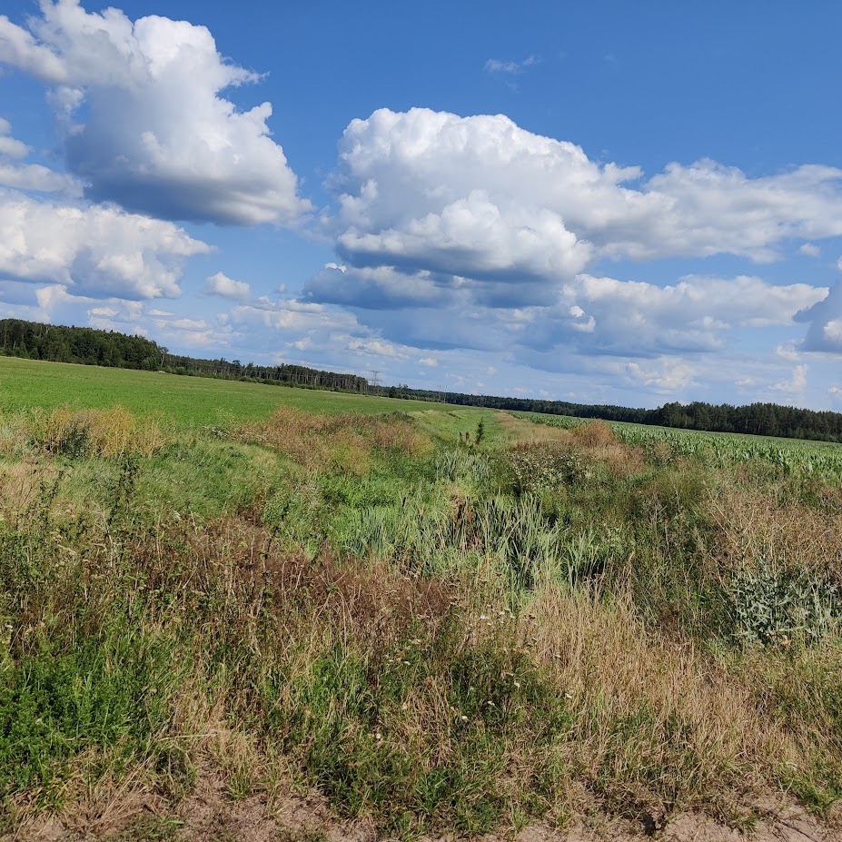 Вид русла Железницы на восток, в сторону Случи.