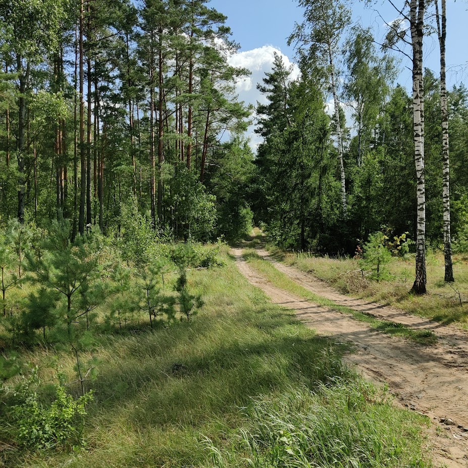 Лесная дорога.