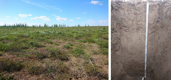 Постпирогеновые почвы