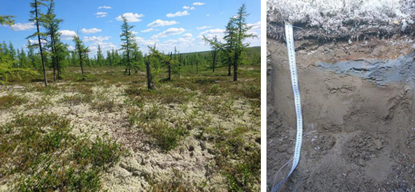 Местные почвы