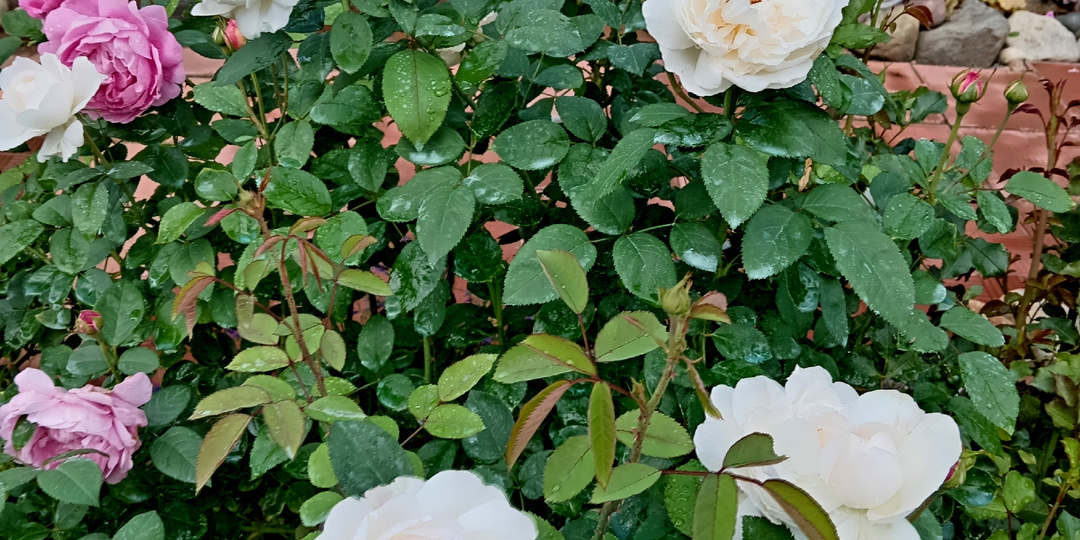 Розы бьют рекорды, ни единого лысого куста. Первое лето без привычных обработок - болезней нет