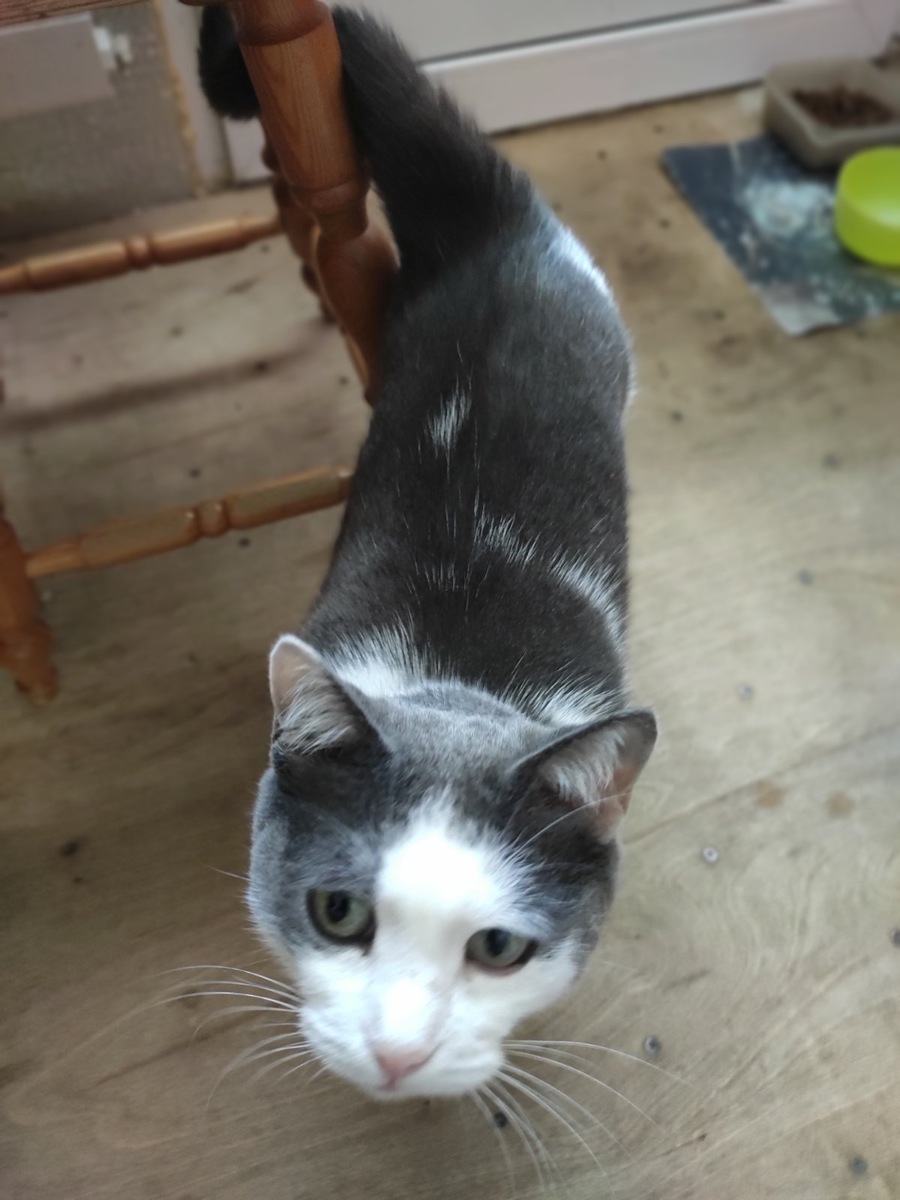 Фото автора. Это кошка умершей тещи. Живёт в семье сына.