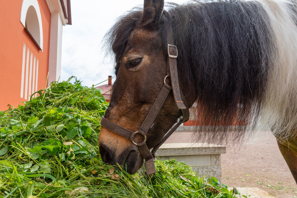 Фото: ГМЗ «Царское Село»
