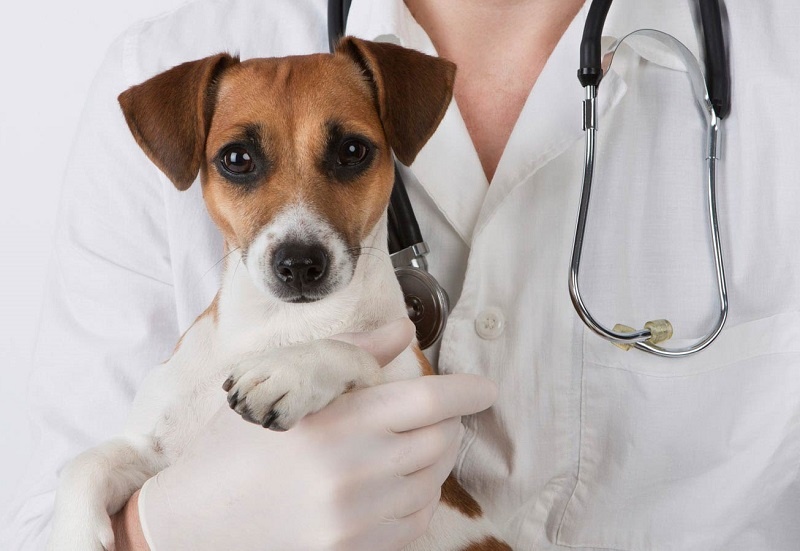 источник фото: https://aibolit66.ru/images/Dog_Vet.jpg