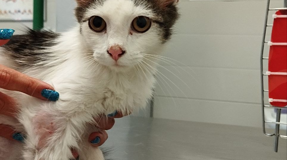 Маленький и очень мужественный. Кто-то его привёз и выбросил, но малышу очень повезло