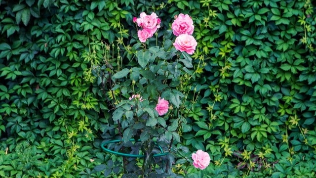 Скоро наступит осень, значит, пришло время готовить кусты роз к зиме. Какие манипуляции нужно провести в это время?