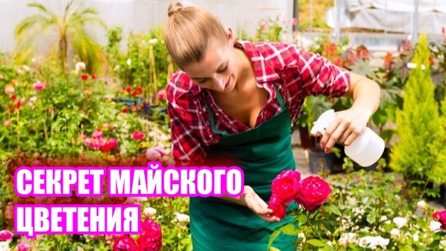 В период цветения для роз полезно проводить подкормки по листу. Для этой цели прекрасно подходит средство «Бутон Плюс».