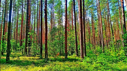 РАССЛАБЛЯЮЩЕЕ ПЕНИЕ ПТИЦ ДЛЯ ОТДЫХА И СНА. УСПОКАИВАЮЩИЕ ЗВУКИ ПРИРОДЫ. ПЕНИЕ ПТИЦ ДЛЯ СНА