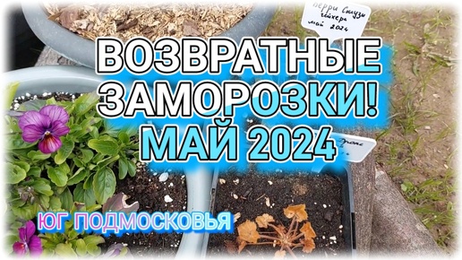 Как пережили растения ВОЗВРАТНЫЕ ЗАМОРОЗКИ? МАЙ 2024 // ЮГ ПОДМОСКОВЬЯ // Ступинский округ