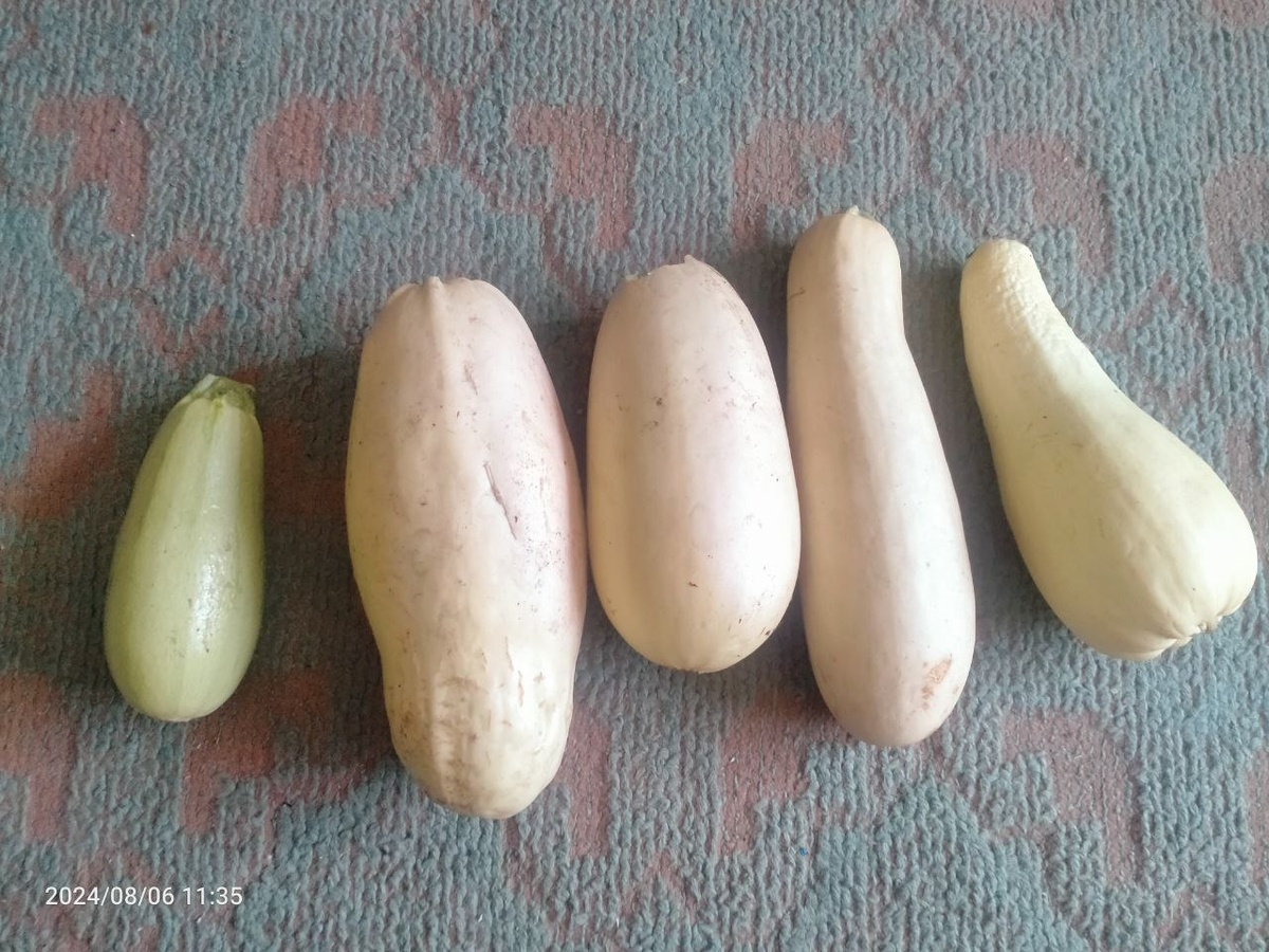 Мои кабачки, которые я относила в обмен на Калифорнию. Фотография автора