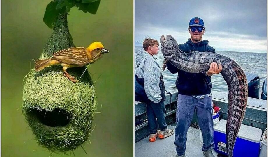 15 снимков, доказывающих, что наш мир полон сюрпризов