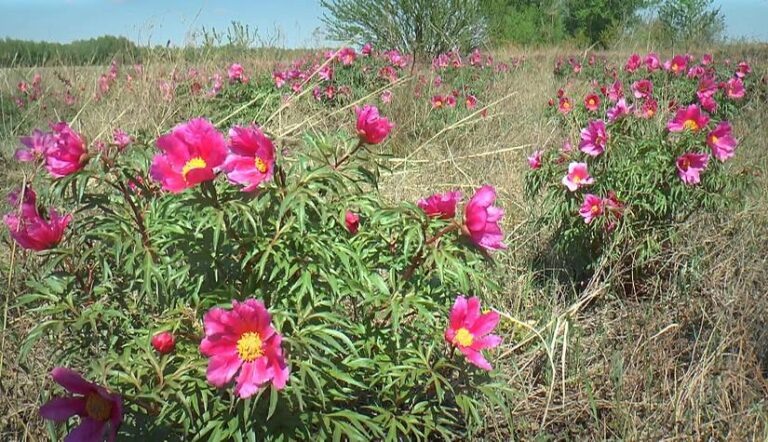    В Красную книгу Оренбуржья внесут еще один вид растений — пион гибридный Марина Шарт