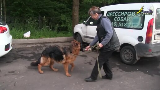 Собаки, ШОУ КЛАСС или РАБОЧЕЕ РАЗВЕДЕНИЕ_ сравнение добычной реакции у двух щенков