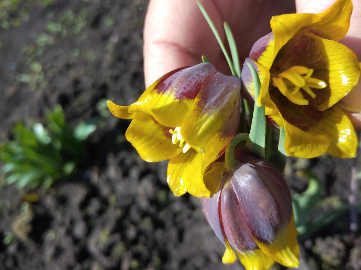 я в ладони держу.