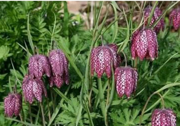 И шахматный.