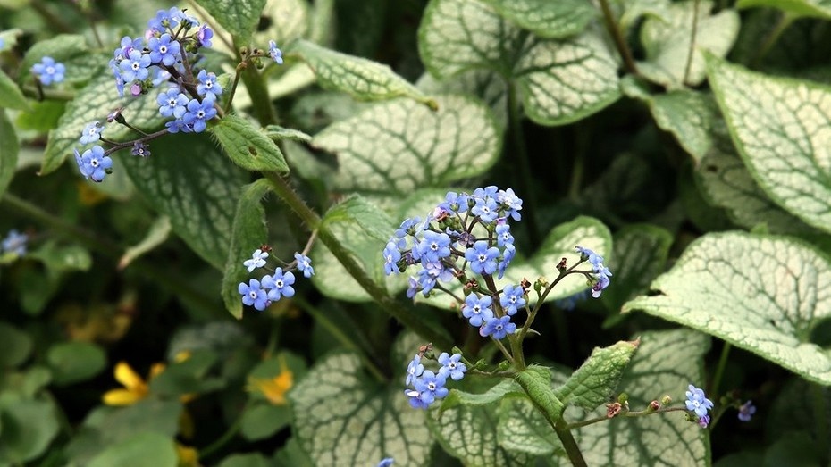 Что посадить в тени: 19 растений, которым не нужно много солнца, и советы по уходу за ними